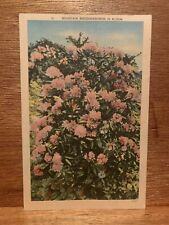 MOUNTAIN RHODODENDRON IN BLOOM Vintage Postcard 1946 Postmark  picture