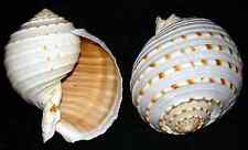 Lg. Spotted Tun Seashell ~Tonna dolium ~ 5