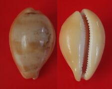 Seashells Cypraea langfordi COWRY deep water specimen 55mm F+ Fresh Dead Superb picture