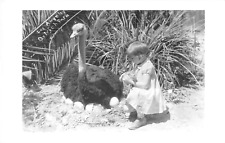 RPPC Girl & Ostrich Eggs LOS ANGELES OSTRICH FARM c1940s Vintage Photo Postcard picture