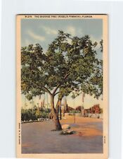 Postcard The Sausage Tree (Kigelia Pinnata), Florida picture