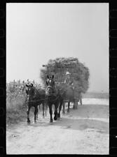 Bringing in wheat from the fields for threshing, Frederick County, Maryland picture