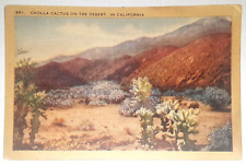 Cholla Cactus on the Desert, in California, Longshaw Card Co, linen - Unposted picture