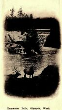 c1900s Two Bucks at Tumwater Falls Olympia Washington Vintage Postcard picture