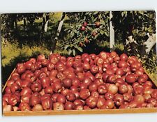 Postcard Red Delicious apples Washington USA picture