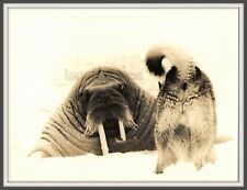 Wildlife Hayes Island Walrus Dog Interesting great unusual vintage photo USSR picture