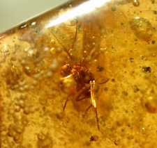 Winged Ant Water Bubble Enhydro with Moving Air in Dominican Amber Fossil picture