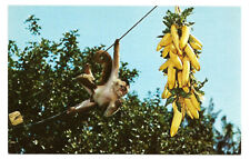Indian Rocks Beach FL Postcard Florida Tiki Gardens Chico the Monkey Clearwater picture
