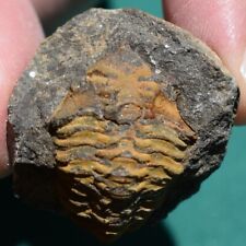 Very Rare Trilobite Fossil Schizostylus brevicaudatus Bolivia Devonian picture