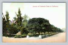 Avenue Of Umbrella Trees In California Vintage Souvenir Postcard picture