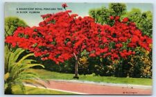 Postcard A Magnificent Royal Poinciana Tree in Bloom, Florida linen G125 picture