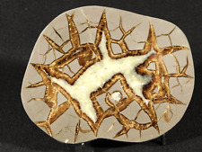 Lighting Like Pattern On this Polished SEPTARIAN Nodule Slab From Utah 338gr picture