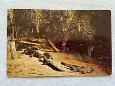 Alligator Lagoon, Homosassa Springs, Florida Vintage Postcard picture