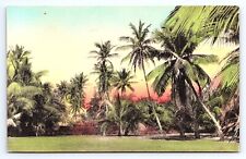 Postcard Palms in Winter Park Florida Hand-colored FL Sunny Scenes Inc picture