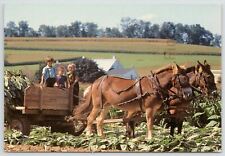 Amish Country Tobacco Harvesting Postcard Children Horses Mules Wagon picture