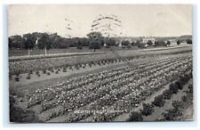 One of the Fields at Fordhook Burpee & Co. Bucks County PA Pennsylvania G3 picture