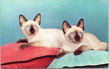 c1950s, Blue Eyed Wonder, Siamese, chrome, nice vintage card, cats picture