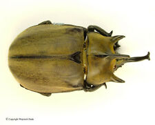 Megasoma gyas porioni - male, rare, 77mm, wild picture