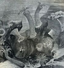 1872 Oceanography Life Under the Ocean illustrated picture