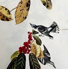 Cerulean Warbler 1950 Lithograph Art Print Audubon Bird First Edition DWU14E picture