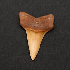 Mako Shark Tooth Fossil 100% Authentic picture