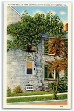 c1940's Nature's Freak Tree Growing Out Of House Winchester Virginia VA Postcard picture