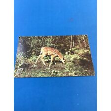 Nature's Darling Young Deer Sweethearts of the Woods Postcard Chrome Divided picture