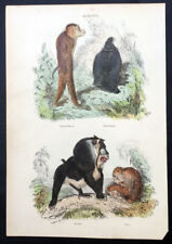 1835 Thomas Landseer Antique Print of Pigtailed, Black, Mandrill & Magor Baboons picture