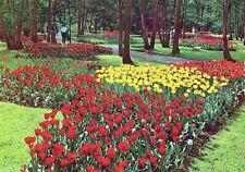 Lot of 4. Holland Netherlands Flower Beds Chrome 4x6 Postcards picture