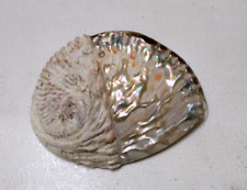 Large Vintage Rare Abalone Mother of Pearl Seashell 6” picture
