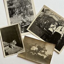Antique/Vintage B&W/Sepia Snapshot Photograph Lot of 4 Beloved Felines Cat picture