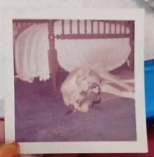 Original Vintage Photo Playful Great Dane Dog Early Color 1950s 3.5 X 3.5 Inch picture