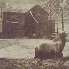 London Zoo Sea Lion 1890s ZSL Whipsnade Ingersoll Photo Animal Stereoview I112 picture