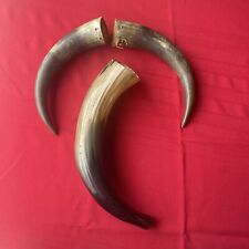 Three Large Vintage Horns -possible Powder horns? picture