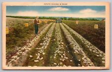 Potato Digging Maine Farming Linen Mountainsd Cancel 1951 Vintage WOB Postcard picture
