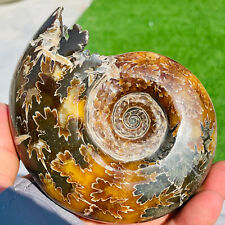 1.3lb Rare Natural Ammonite Fossil Conch Crystal Specimen Healing picture