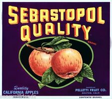  Groton  Ca  Sebastopol Quality Apple Fruit Crate Label Art Print Pelletti  Co.  picture