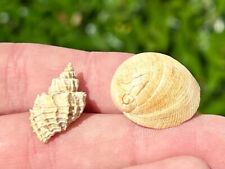 France Fossil Gastropods LOT OF 2 Miocene Age French Shells picture
