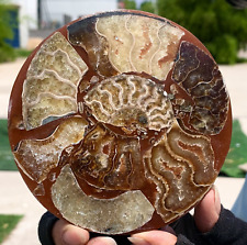 146G Rare Natural Tentacle Ammonite FossilSpecimen Shell Healing Madagascar picture