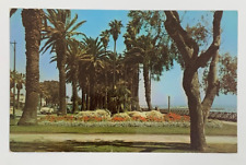 Santa Monicas Palisades Park California Postcard Unposted picture