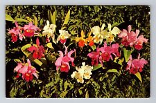 St. Petersburg FL-Florida, Scenic Colorful Orchids, Vintage Postcard picture