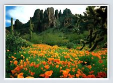 Ajo Mountains Poppies Cactus Southwest USA Unused Vintage 4x6 Postcard AF459 picture