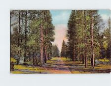 Postcard Christmas Tree Park Yellowstone National Park USA picture