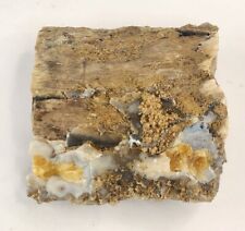 Blue Forest Petrified Wood - Green River Fm. - Eden Valley, WY - Eocene Fossil picture