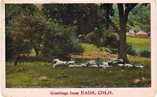 Eads Greetings Sheep 1910 CO  picture