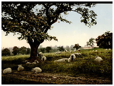 A July Day. (Sheep) Vintage Photochrome by P.Z, Photochrome Zurich Photochrome, picture