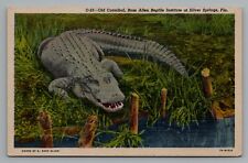 Old Cannibal Ross Allen Reptile Institute Silver Springs Florida Linen Postcard picture