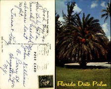 Florida Date Palm Tree FL fruit chrome mailed 1967 vintage postcard picture