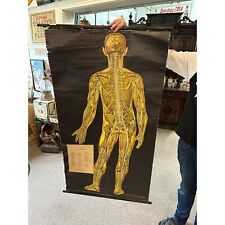 Vintage 1941 Large Anatomical Posterior View Chart Banner Diagram Linen Backed picture
