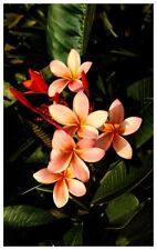 Pink Plumieria, Scenic Flower of Hawaii Vintage Chrome Postcard UNPOSTED picture
